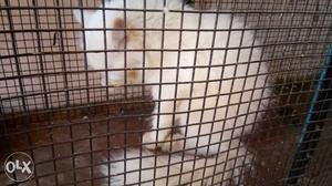 Female Persian cat available pure white eight