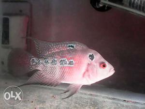 Female floranfish