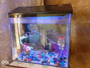 Fish Tank available for immediate sale(With two small shark