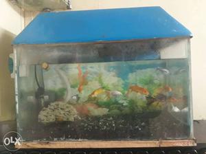 Fish tank 2' x 14''. with fishes and tank cover