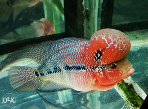 Flower horn fish. big hed and activ. 6inches.very urgent.
