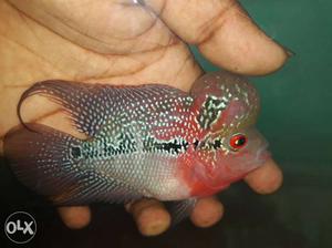 Flowerhorn Fish imported srd