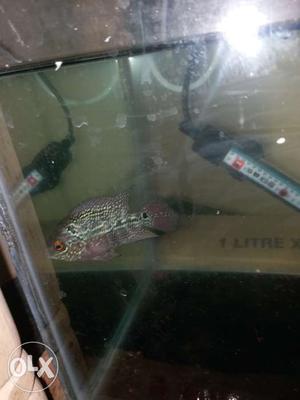 Flowerhorn babyes for sales