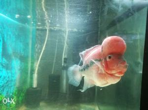Flowerhorn fish. At only rs 