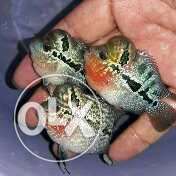 Flowerhorn fish babies available