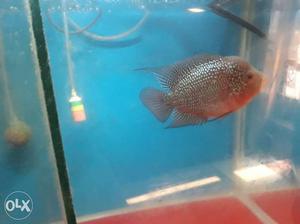 Flowerhorn fish for sale at cheap price