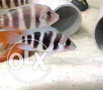 Frontosa fishes available...