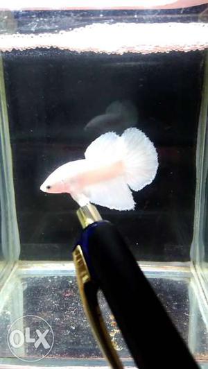 Full White male betta available healthy and