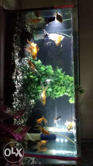 Gold fish and black moore and small shivram