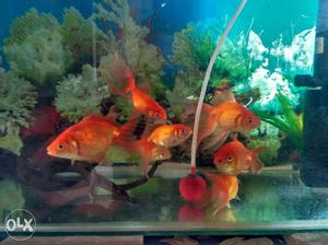 Gold fishes good and healthy condition
