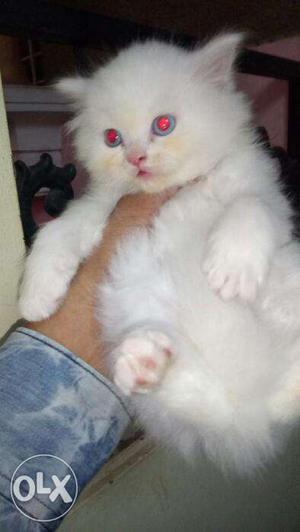 Healthy Persian kitten available only 