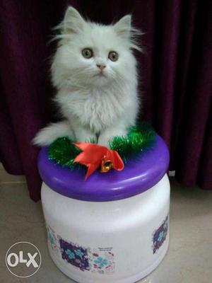 Healthy white colored Persian kitten potty