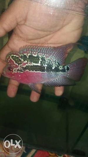 High quality flowerhorn with double flower line