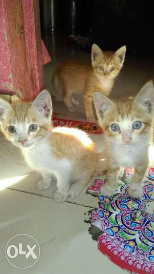 I have four little kitty(male).the price of kitty