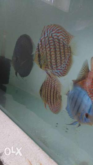 I have imported discus and it's breeding pairs
