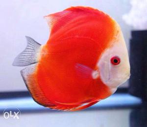 I want discus fish baby's