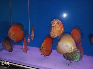 I want to sell Discuss fish any one interested to buy price