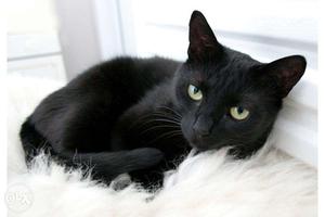 I want to sell my Black Cat