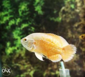 I want to sell red fire oscar cichlid 5 inch