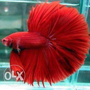 Imported betta for sale