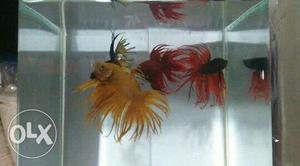 Imported bettas in crown tail is available
