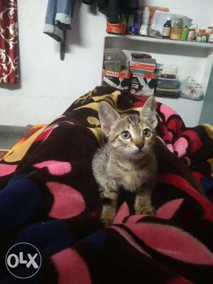 Indian domestic cat 2month old for sale