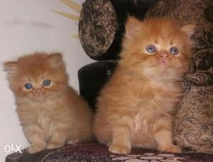 Long fur Persian kitten available only 