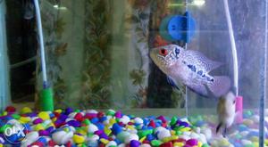 Magma Flowerhorn Fish - high breed less price watsapp