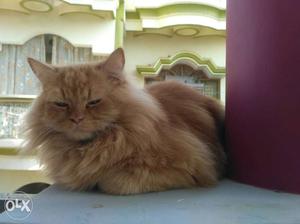 Male Persian cat for sale