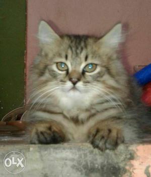 Male and female orignal Persian cat long fur