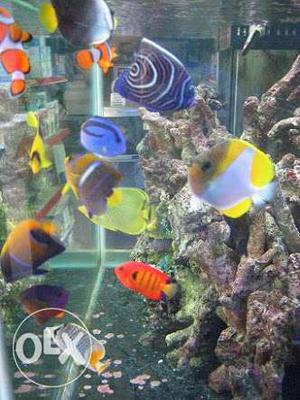 Marine Aquarium & Fish Wholesaler