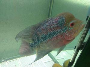 Need to sell Flowerhorn