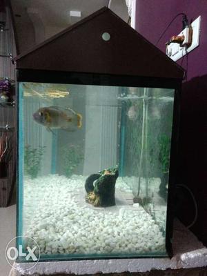 New fish tank size(3feet by 1 5 feet) with pair