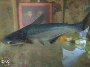 One big fish 4 samal and oxygen stones aquarium all complete