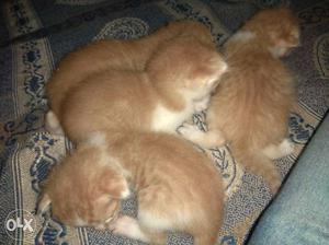 One months cats kitties for sale