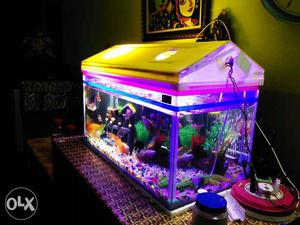 Only aquarium tank and tank with blue strip led