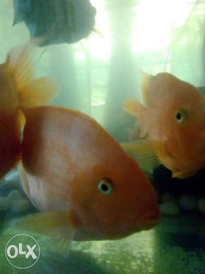 Orange And White Fish Pet