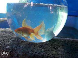 Orange Goldfish Pet