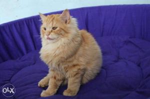 Orange Tabby Maine cat