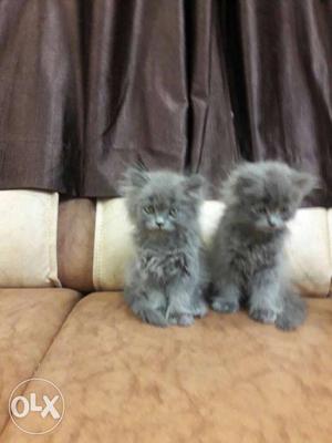 Parsian cat pair 1.5 month old