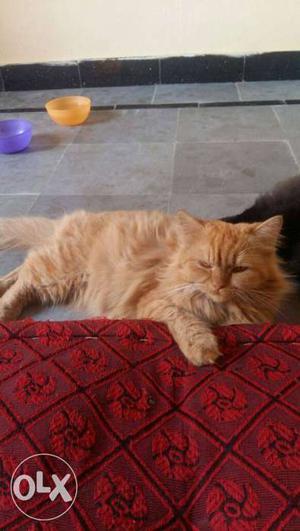 Persian 2 cats available with us now black male and