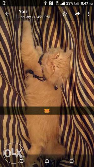 Persian cat 1year old Male very active available
