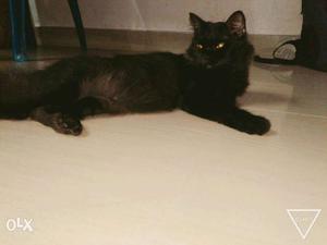 Persian cat 1yr old..black.cntct nmbr.