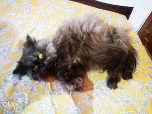 Persian cat for sale aged 8 months