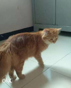 Persian cat for sell