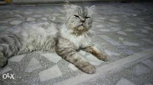 Persian cat home training very good cat very full