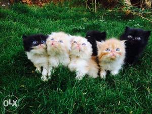Persian cat kittans available