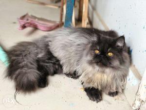 Persian cat kitten available from sale in india