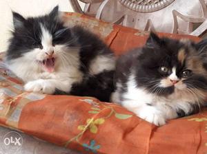 Persian cat kittens for sale at Home