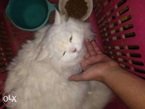 Persian cat pair to sell white male and black